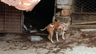 Manisa'da pitbull besleyen 2 kişiye 304 bin lira ceza