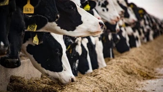 Tarım ve Orman Bakanlığı'ndan hayvan nakliyelerine yeni düzenleme getirildi