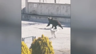 Kış uykusundan uyanan ayı köye indi