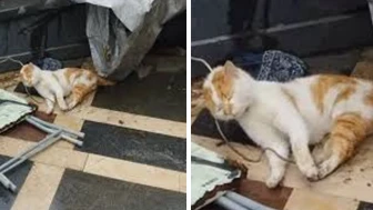 Samsun’da cami avlusunda kedi katliamı: 2 lise öğrencisi gözaltına alındı!