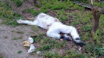Adana'da feci ölüm: Arının soktuğu arıcı hayatını kaybetti