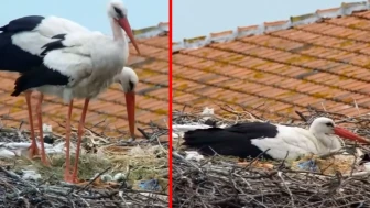 Yaren leylek baba oldu!