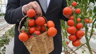 Kocaeli'de volkanik cürufla domates yetiştirildi!