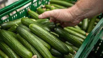 Dev market zincirindeki salatalıklarda salmonella çıktı! Bu salatalıkları sakın tüketmeyin