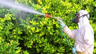 Pestisit nedir? Pestisitlerin insan sağlığına zararları nelerdir?