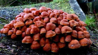 Küresel ısınma, ölümcül mantarların yayılma alanını genişletiyor