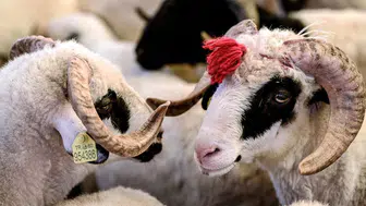 Kurban Bayramı ne zaman?