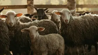 Kurban Bayramına kaç gün kaldı?