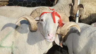 Kurban kesmek farz mı, vacip mi? Diyanet İşleri Başkanlığı'ndan açıklama