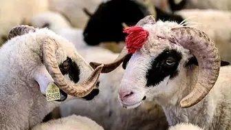 Kurban Bayramı ne zaman başlayacak