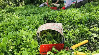 ÇAYKUR 1.500 mevsimlik işçi alımı kura sonuçları ne zaman açıklanacak?