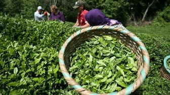 ÇAYKUR 1500 işçi alımı başvuruları