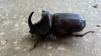 Dünyanın en güçlü böceği Manisa'da yakalandı!