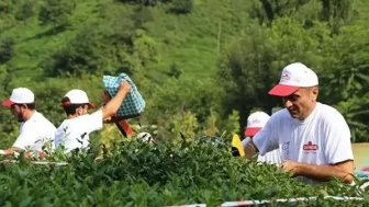 ÇAYKUR 1500 işçi alımı başladı || ÇAYKUR işçi alımına kimler başvurabilir?