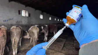 Sivas’ta şap alarmı: Kurbanlık alım-satımına yasak geldi!