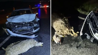 Otomobil koyunları ezdi, 3 yaralı ve 4 koyun can verdi!