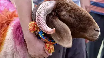 Kurban farz mı, sünnet mi, vacip mi?