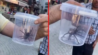Elazığ'da dev etçil örümcek panik saçtı!
