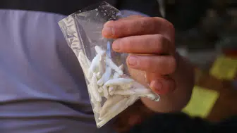Fiyatı altınla yarışıyor! Kenger sakızının kilosu dudak uçuklatıyor