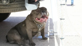 Malatya'da festival alanında pitbull dehşeti