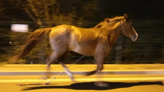 Gece şehirde koşan at trafiği tehdit etti, belediye ‘sabah alırız’ dedi!