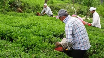 ÇAYKUR işçi alımı başvurusu 2025 son durum