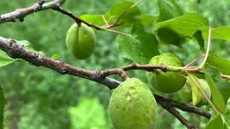 Dolu, tarım arazilerine zarar verdi! İnceleme başlatıldı