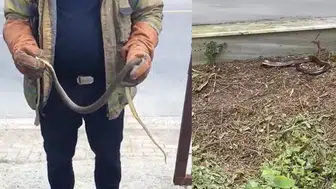 İstanbul’da yılan alarmı: Zehirli tür uyarısı geldi!
