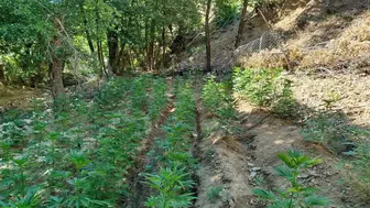Bingöl’de 9 bin 300 kök skunk ve 7 bin 945 kenevir ele geçirildi!