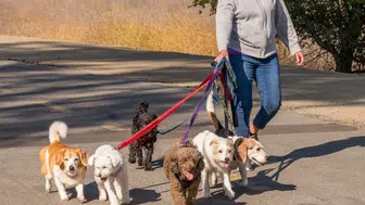 Bu sektörde kazanç var: Sadece köpek gezdirerek aylık 60 bin TL kazanmak mümkün!