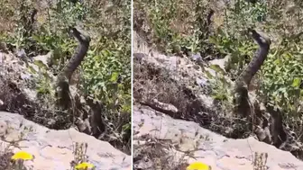 Elazığ’da tüyler ürperten anlar! Videoya çektiği yılan birden saldırdı