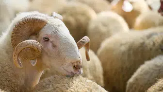 Kurban keserken besmele ve dua okumanın dini hükmü nedir? İşte kurban keserken okunacak dua!
