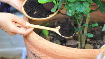 Çay posasının bitkilere faydası var mı?