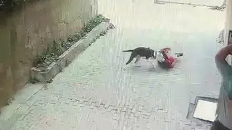 İstanbul’da pitbull saldırısı