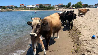 Sıcaktan bunalan inekler sahile indi! Kocaeli’de ilginç görüntüler