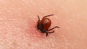 Kene kabusu devam ediyor