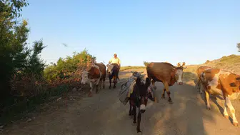 Yozgat’ta çoban krizi: Maaşlar 100 bini aşıyor, yine de kimse çobanlık yapmak istemiyor!