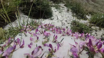 Haziran ayında kar sürprizi! Van’ın zirvesi beyaza büründü