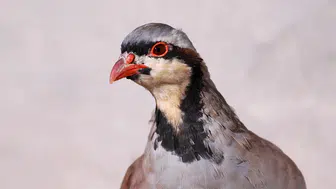 Keklik kene yer mi? Keklikler keneyle doğal mücadelede etkili mi?