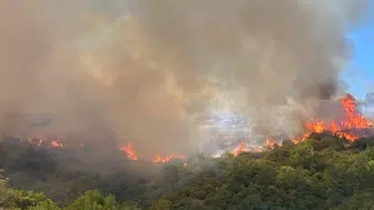 Kocaeli'de orman yangını