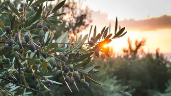 Maden Kanunu teklifi kabul edildi! Artık zeytinliklerde madencilik yapılabilecek