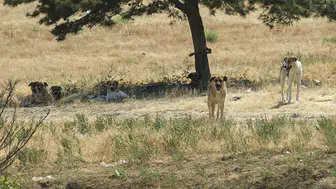 Ankara Yenimahalle’de sahipsiz köpek dehşeti