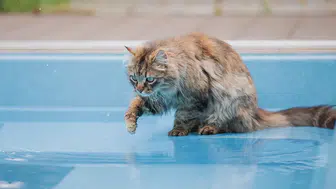 Kediniz su içmeden önce patisini suya sokuyor mu? İşte bilmeniz gereken gerçek sebep!