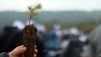 Yanan alanlara neden meyve ağacı dikilmiyor? OGM’den açıklama geldi!