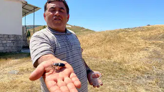 Nadir bulunan o böcek Sivas'ta görüldü: Öldürmenin cezası 557 bin TL!