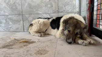Sahibini haybeden sadık dost yürekleri dağladı! Ceylan Ertem o köpeği sahiplendi