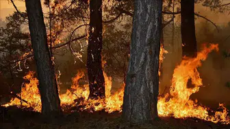 Binlerce gönüllü yangın söndürme çalışmalarına katılmak için CİMER’e başvurdu