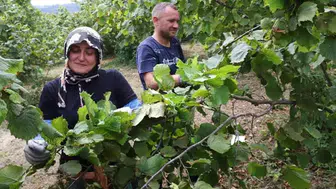Ordu’da fındık hasadında yerli işçi desteği!