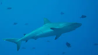 Brezilya'da 13 yaşındaki çocuğa köpekbalığı saldırdı