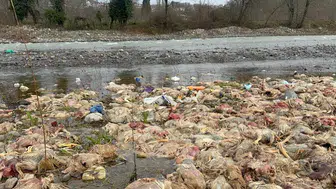 Alaplı’da çevre skandalı: Çay yatağında onlarca ölü tavuk bulundu!